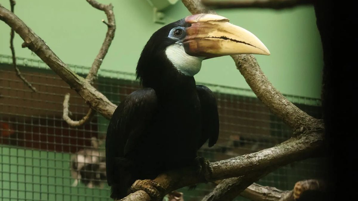 V brněnské zoologické zahradě jsou poprvé k vidění vzácní zoborožci